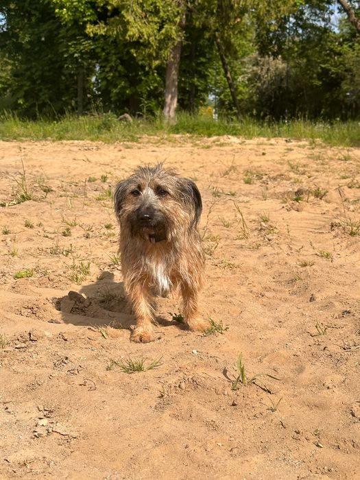 Jack Russell terrier
