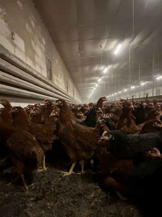 Kury rosa nioski młode kokoszki odchowane kura nioska dowóz