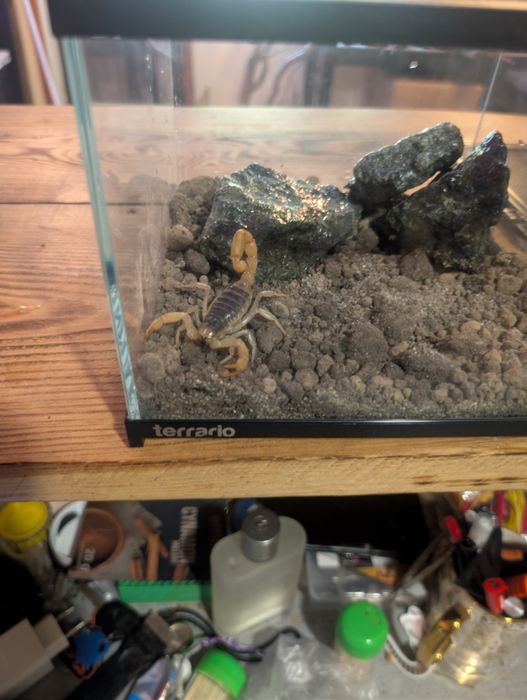 Duży skorpion pustynny Hadrurus arizonensis