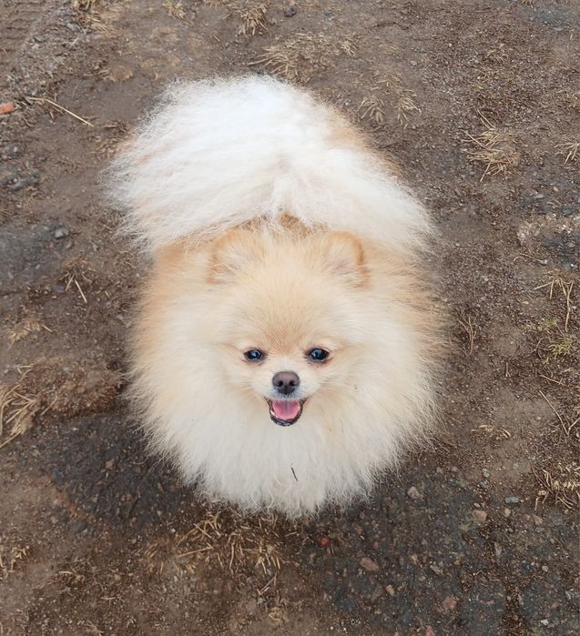 Померанський шпіц дівчинка