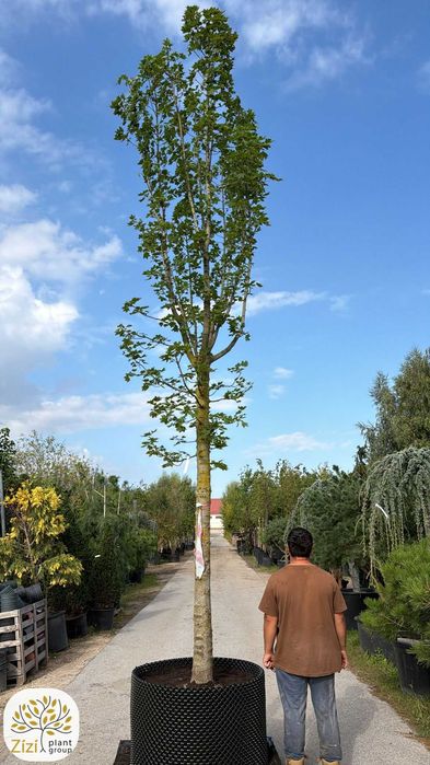 Klon Columnare, obwody 20-35cm, duże drzewa, wąska kolumnowa korona, Acer platanoides
