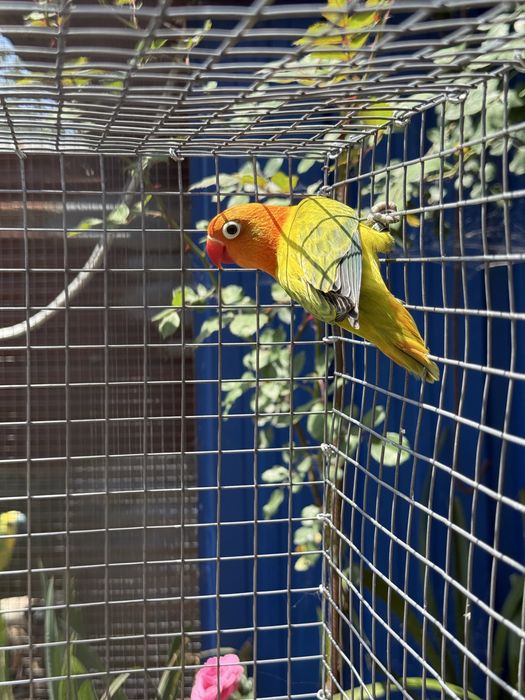 Agaporni fischer macho