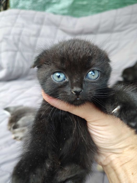 Кошеня шотландське, кішечка висловушка