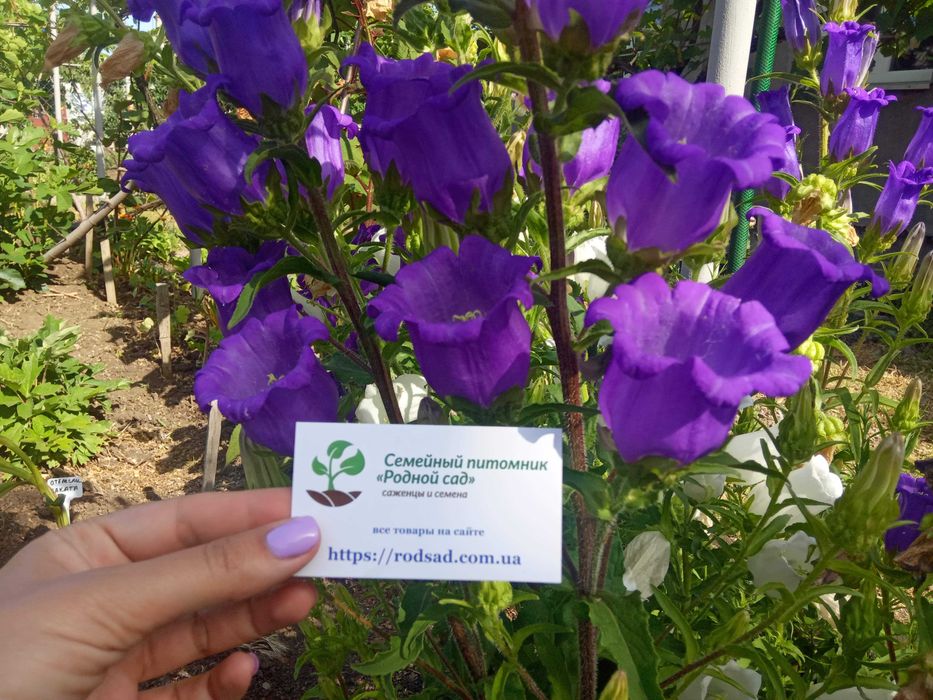 Насіння квітів (107 видів) семена цветов є безкоштовна доставка