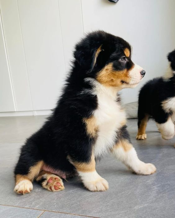 Pastor australiano com LOP