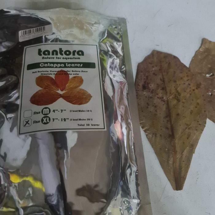 Ketapang liść  xl