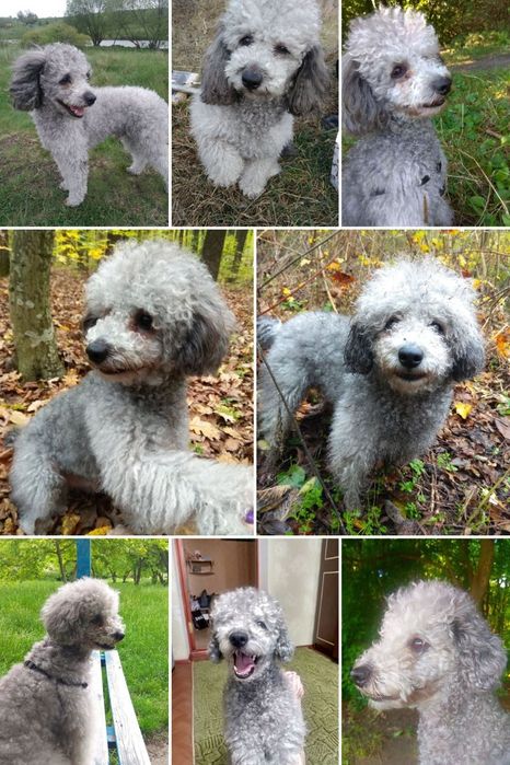 Пудель карліковий срібний вязка