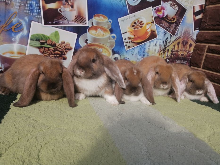 Кролі породи Французький баран