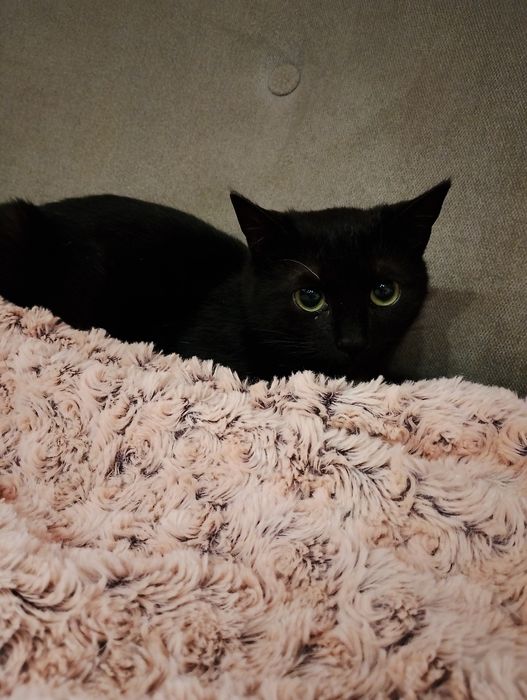 Adoptuj kotkę z mroźnej zimy