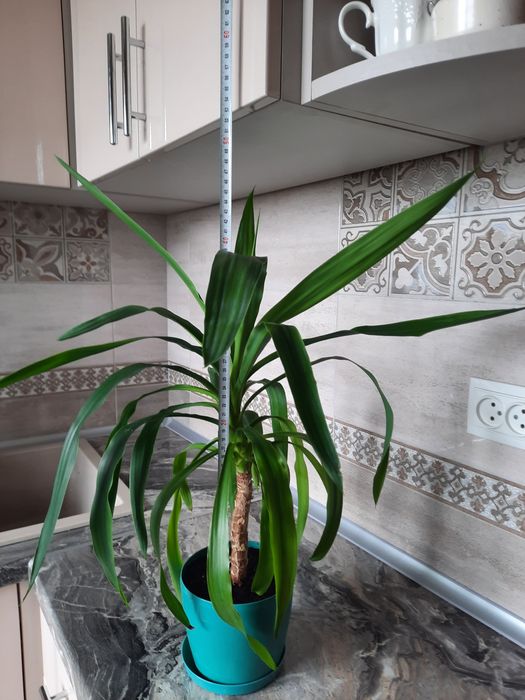 Драцена Юкка-300грн.