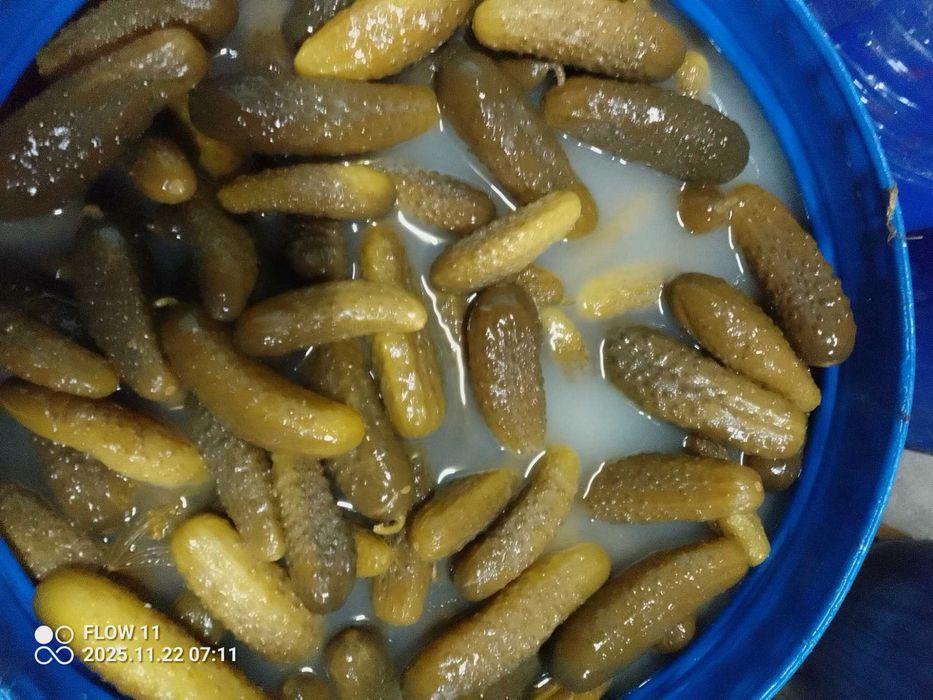 Ogórek kiszony drobny i kiszeniak