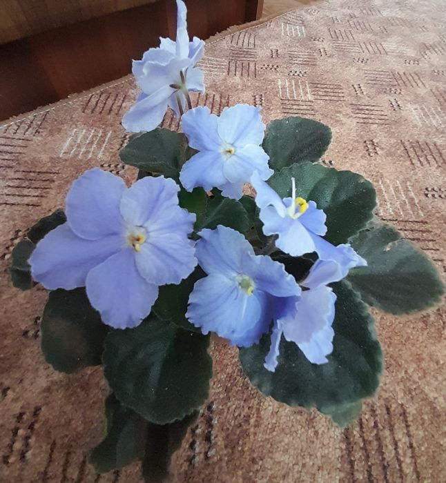 Фіалки сортові кімнатні сенполії