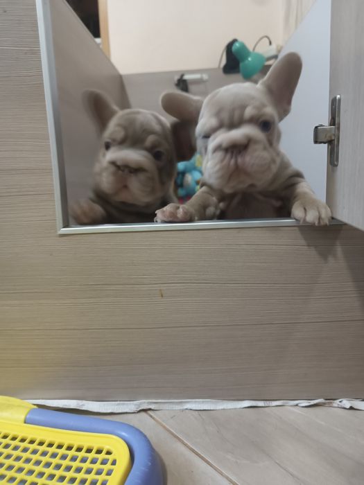 Неймовірні дівчта