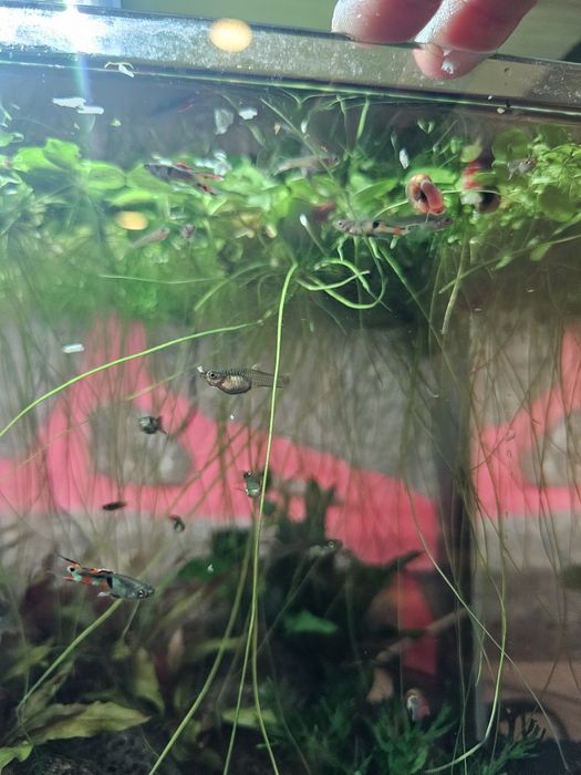 Guppy endler macho green neon