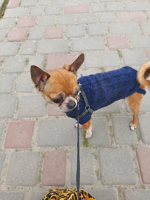 В'язка Чіхуа хуа