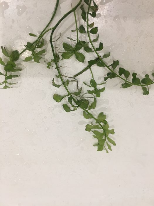 Растения аквариумные