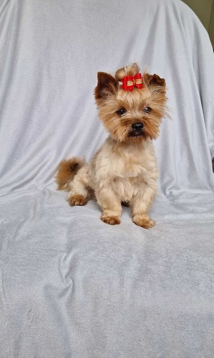 śliczna sunia yorkshire terrier