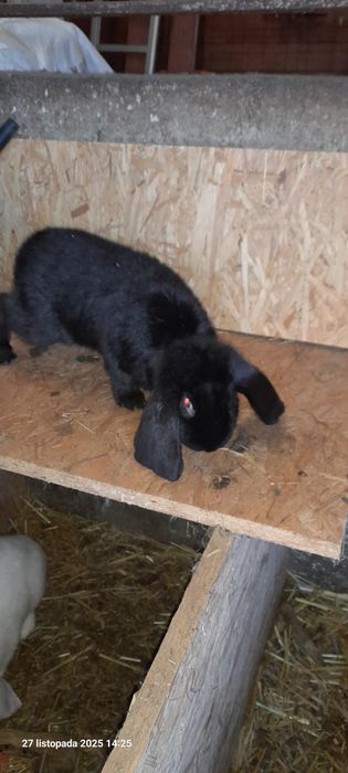 Sprzedam samiczki Baran Francuski