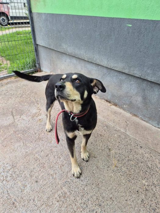 Diesel – zwykły, więc niewidzialny adopcja tymczas