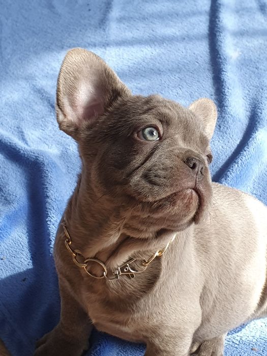 Buldog francuski/uroczy piesek