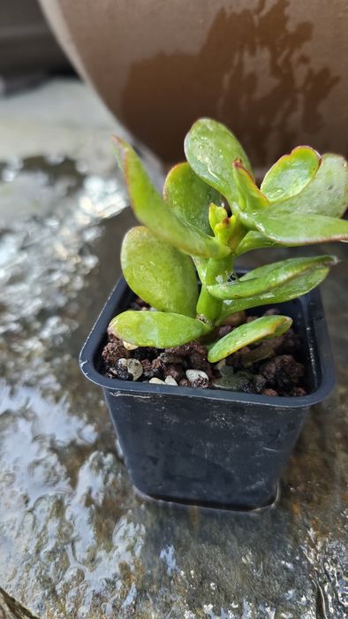 Grubosz Crassula Gothmog