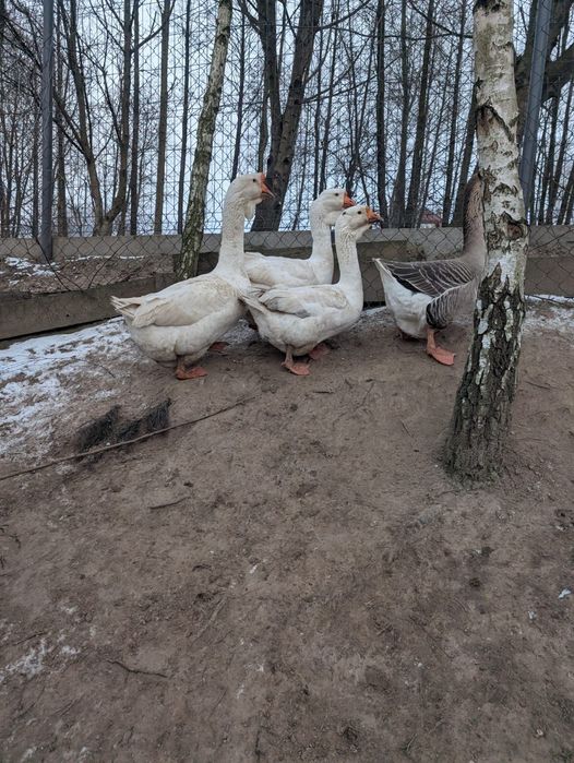 Gęsi chołmogory.