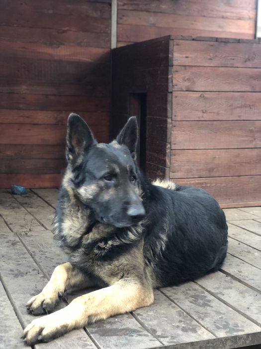 Вязка Овчарка кобель