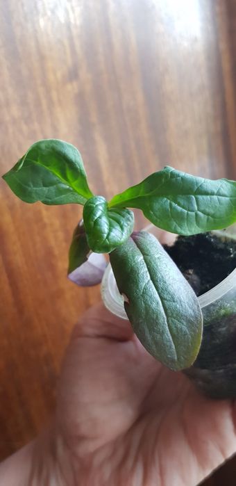 Базелла Шпинат Basella rubra