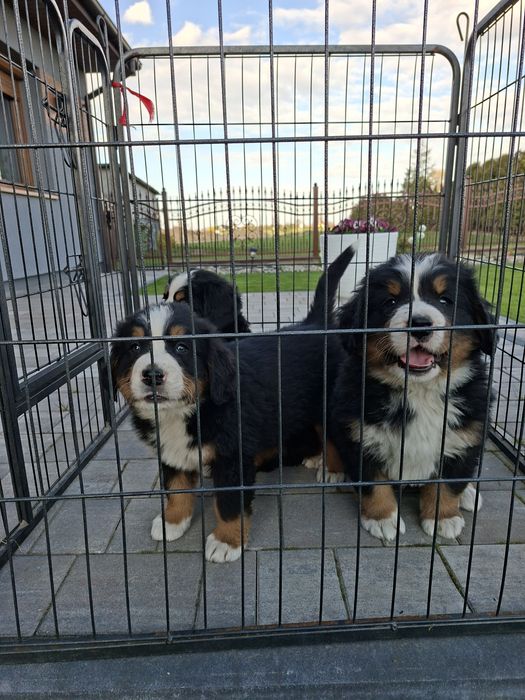 Berneński Pies Pasterski suczka