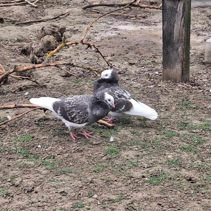 Gołębie rasowe kapucyn