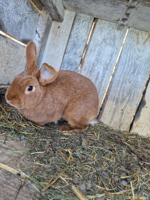 Samice nowozelandzkie i termondzkie