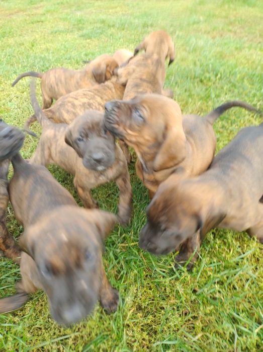 Oddam psy catahoula leopard dog