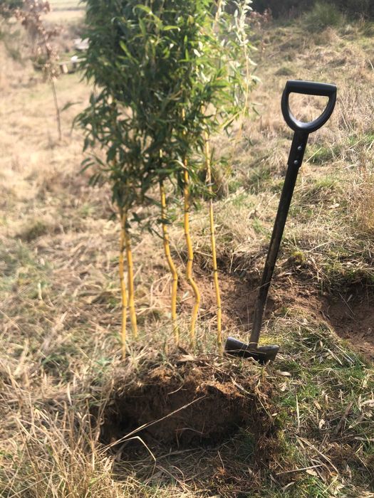 BAMBUSY Phyllostachys w KAMPINOSIE, zimozielone, mrozoodporne