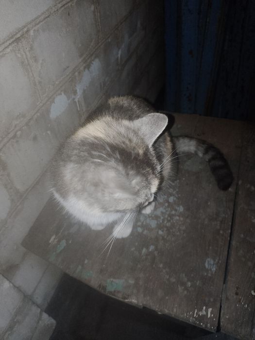 Віддам в добрі руки Кицю Запоріжжя