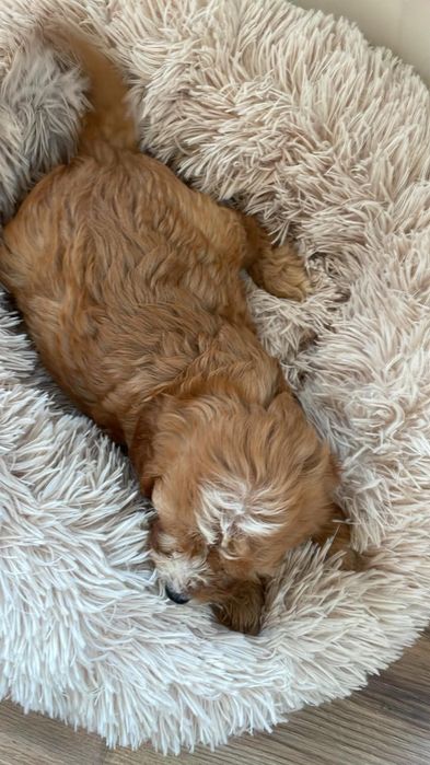 Cavapoo suczka gotowa do odbioru