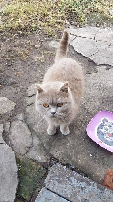 Вязка, случка, жених британец, спаровуем