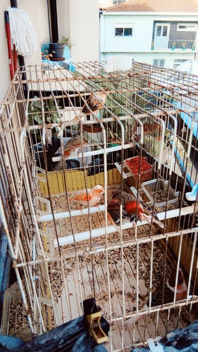 Venda Canários, arlequim, e Bronzes