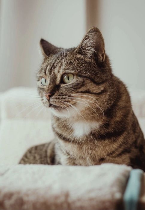 Brzoskwinka czeka na dom