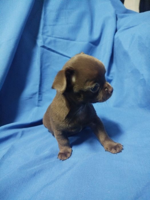 Chihuahua de pelo curto