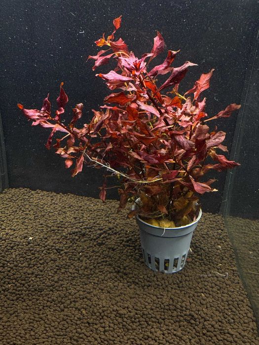Ludwigia sp.Mini Super Red M.G Quarium