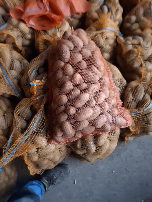 Ziemniak wielkości sadzeniaka queen anne  Gala jurek wega