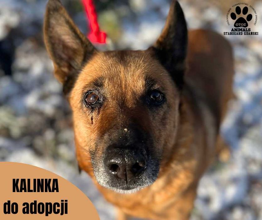 Złotowłosa suczka Kalinka do adopcji