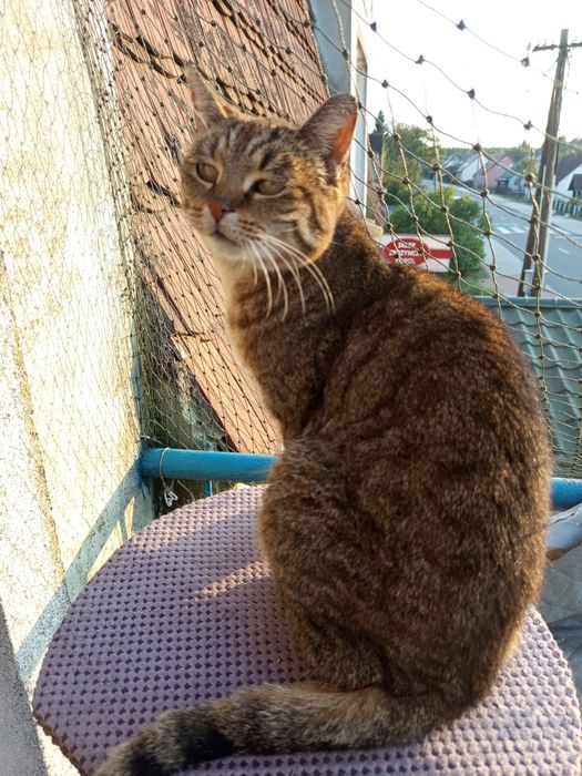 Kotka Marysia szuka domu