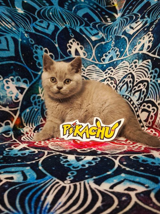 Rodowodowy kocurek brytyjski liliowy – zakochaj się w Pikachu!
