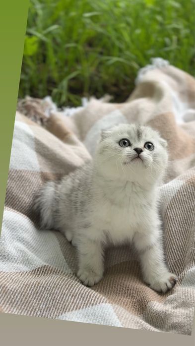 Шотландці висловухі кошенята срібна шиншила породисті