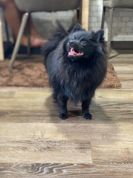 Померанский шпиц для вязки