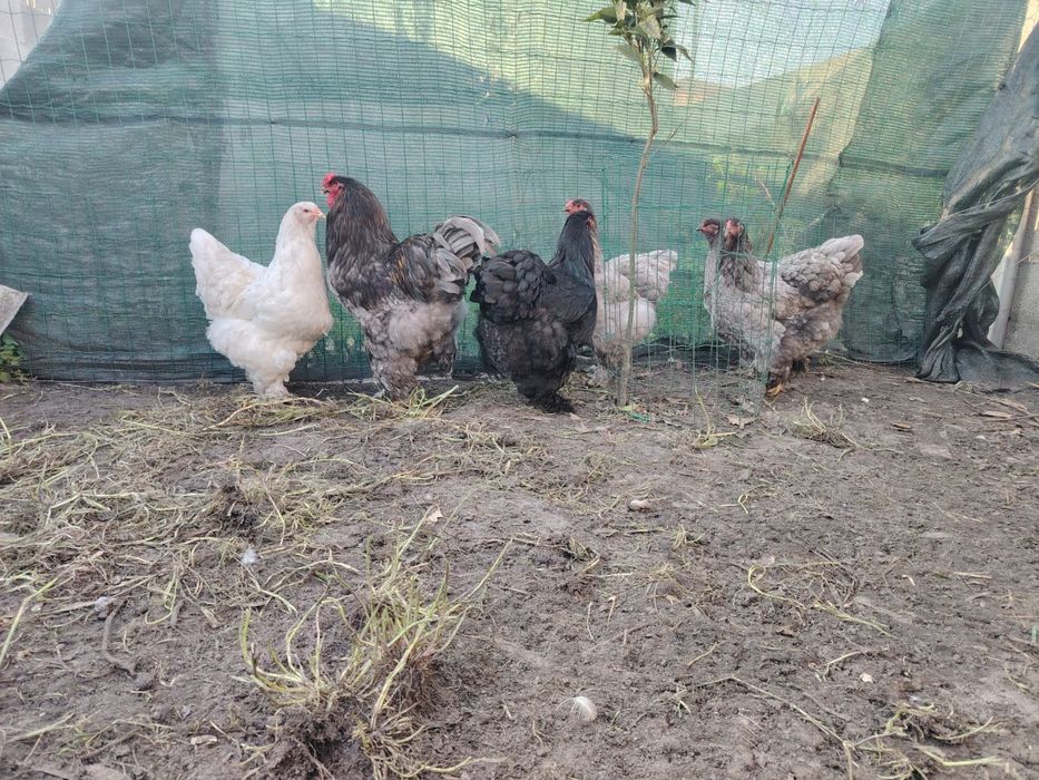 Vende-se Brahmas com 11 meses:Buff, Azul, Splash, Preta.