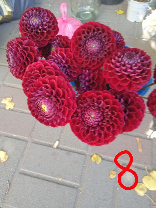 Георгина,жоржина кусты,корни,деленки