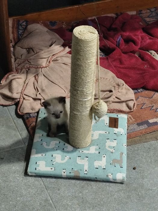 Gatinha para adoção