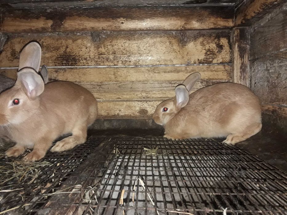 Продам кролів та м'ясо кролів